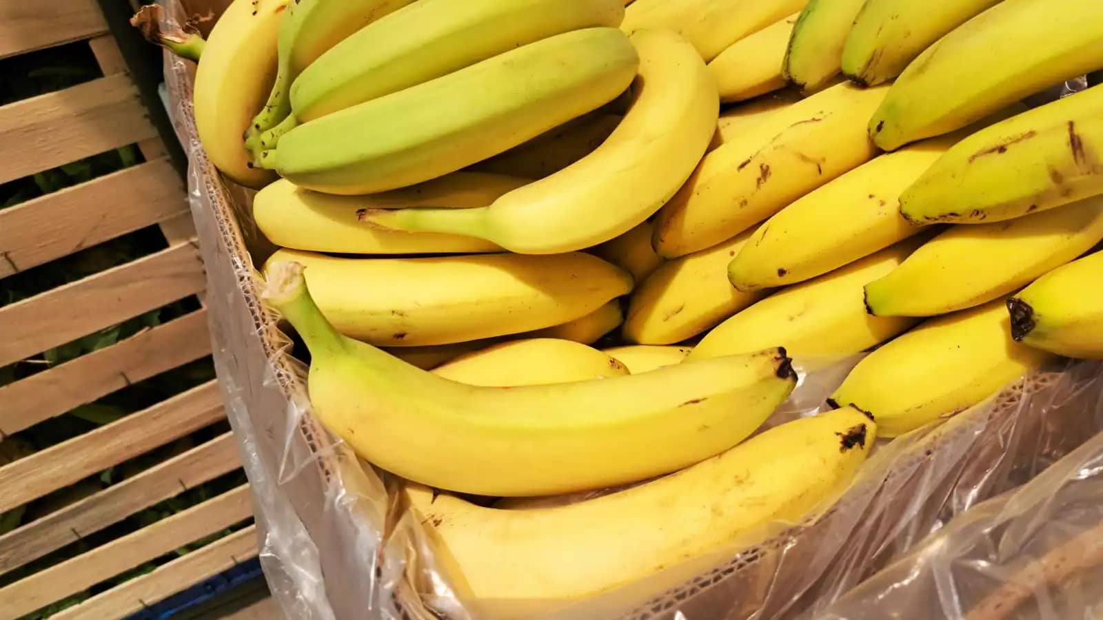 الموز يعزز المزاج سريعاً.. الأسباب العلمية وراء تأثيره السحري