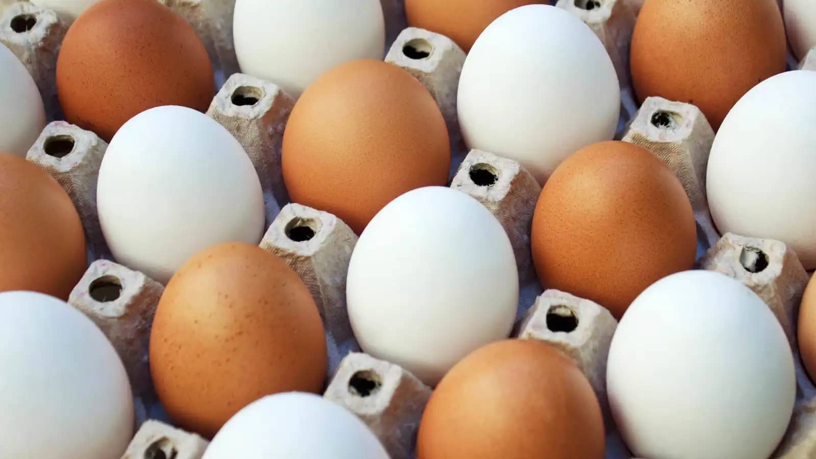 البيض البني أم الأبيض.. أيهما الأفضل لصحتك؟